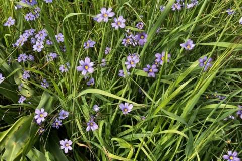 Blue eyed grass