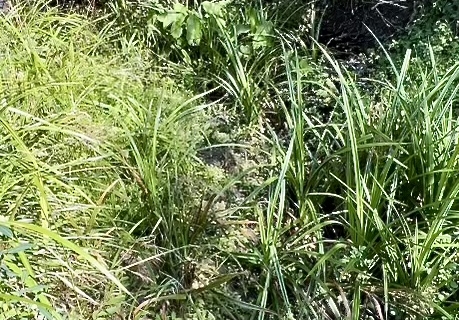 Healthy creekbed