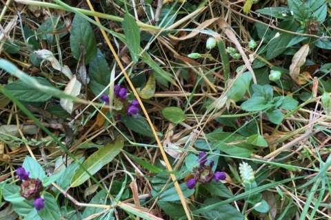 self-heal herb, precisely as it grows