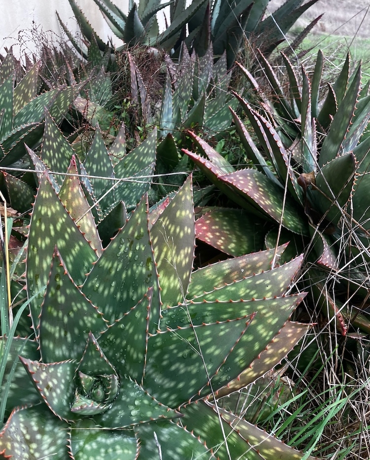 Aloe vera plant
